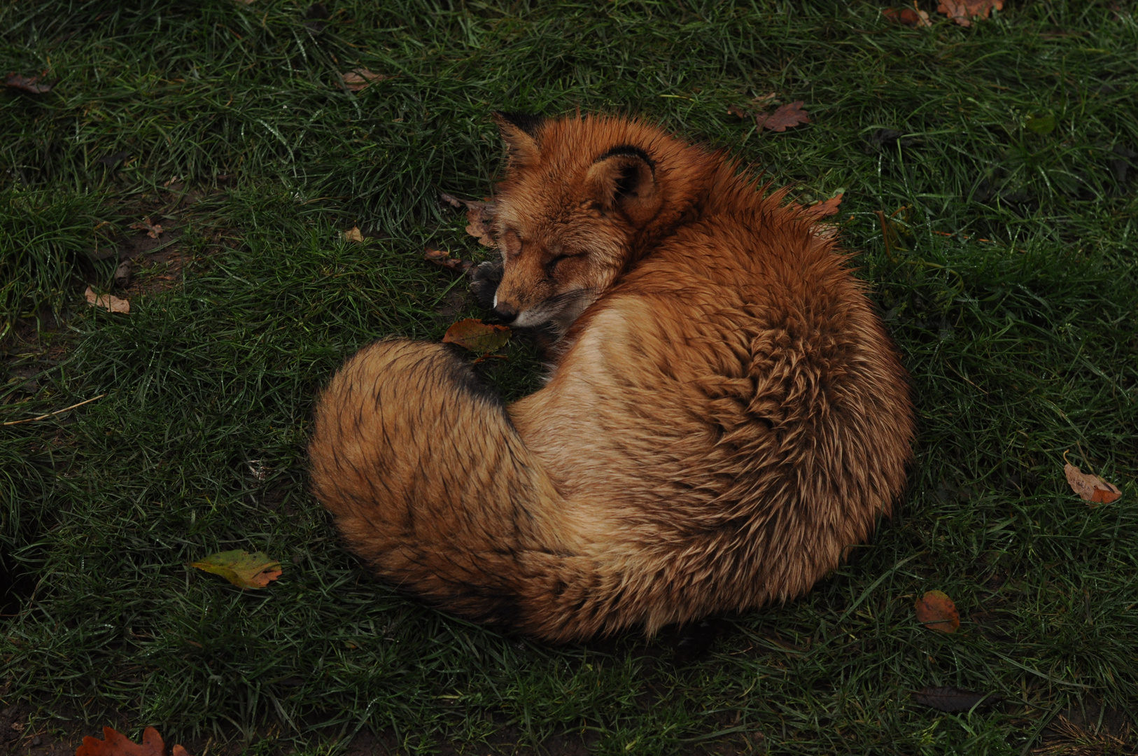 Fox Curled Up