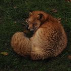 Fox Curled Up