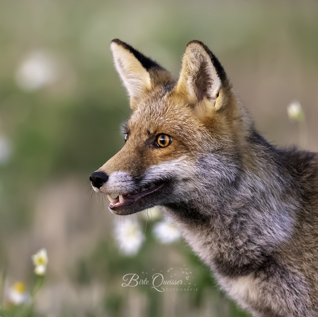 Fox