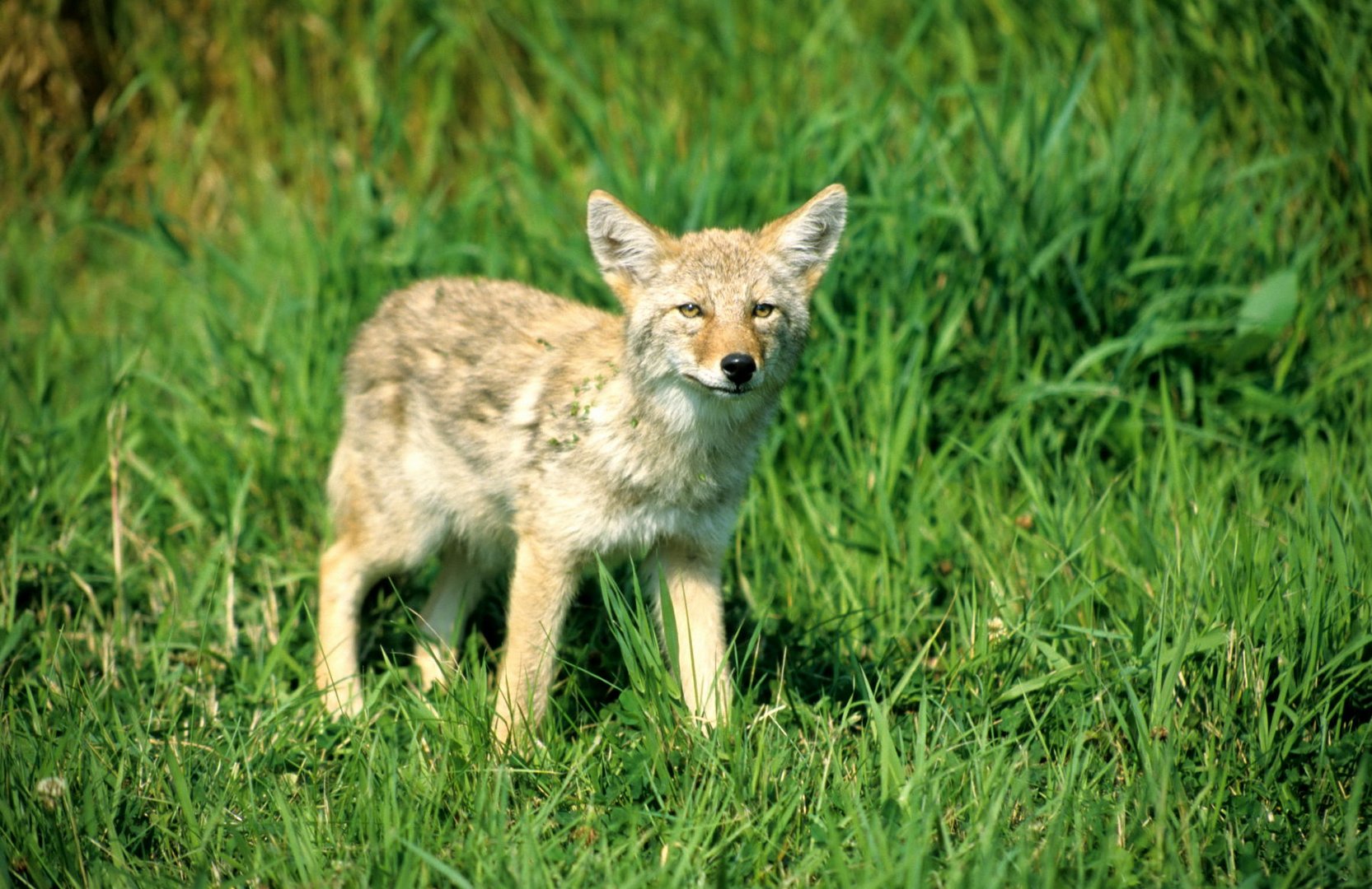 Fox - Elk Island NP