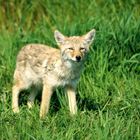 Fox - Elk Island NP