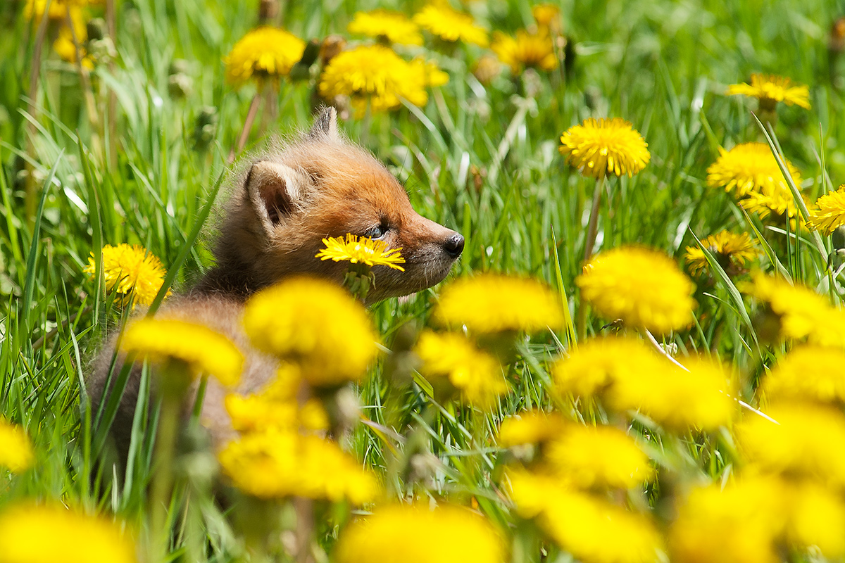 Fox Flowers