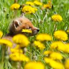 Fox Flowers