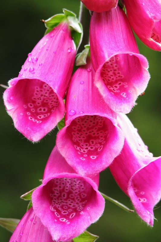 Fox Glove