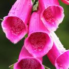 Fox Glove