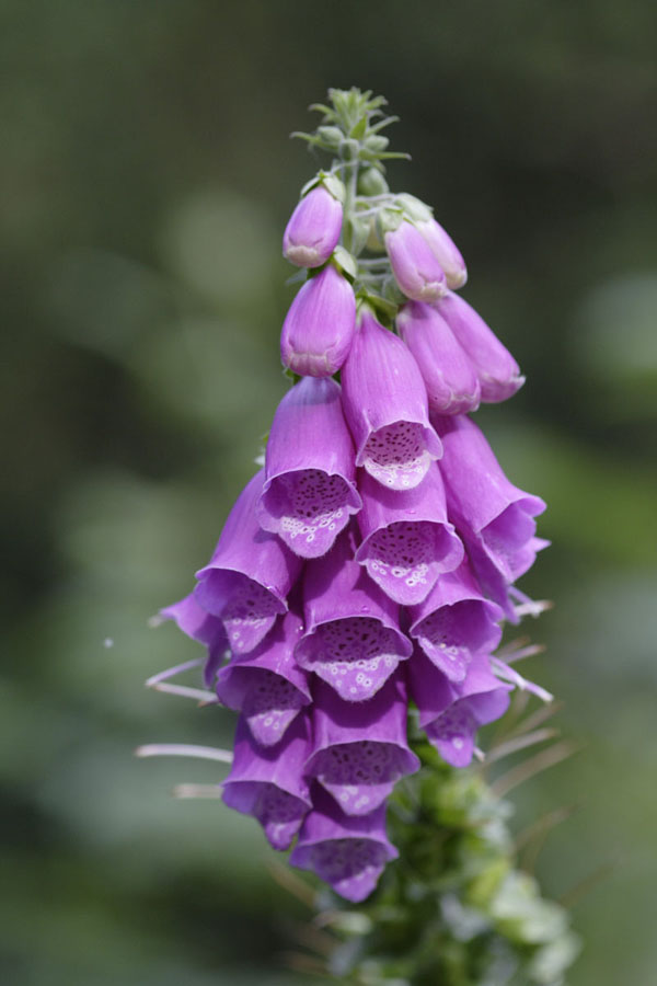 Fox Gloves