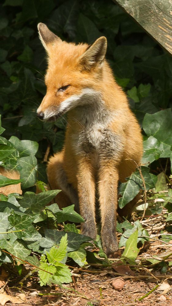 Fox in garden