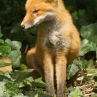 Fox in garden