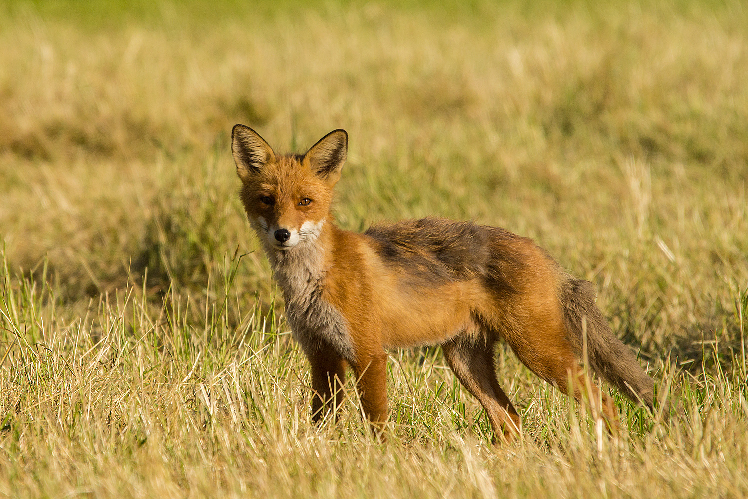 Fox in morninglight