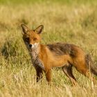 Fox in morninglight