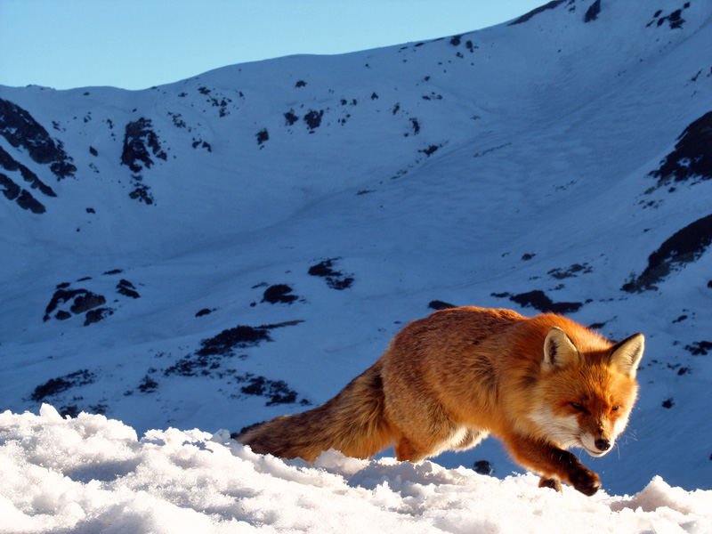 Fox in Munti Retezat, Romania