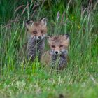 Fox in Norwegen