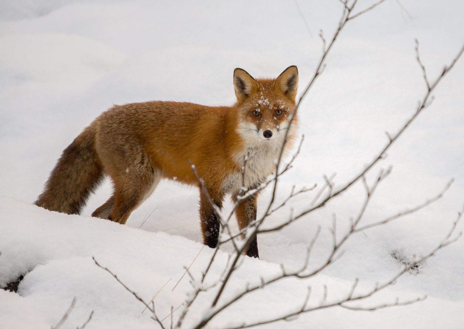 Fox in snow