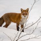 Fox in snow