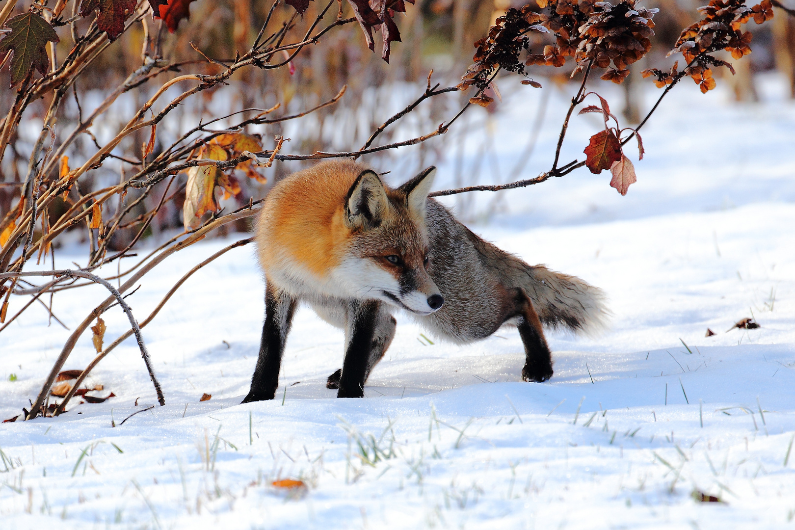 fox in snow