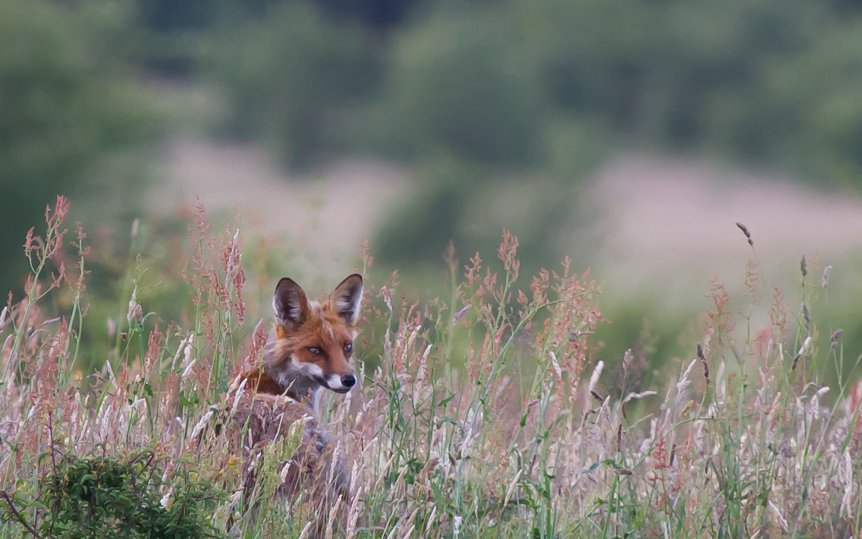 Fox in the Sun