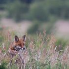 Fox in the Sun