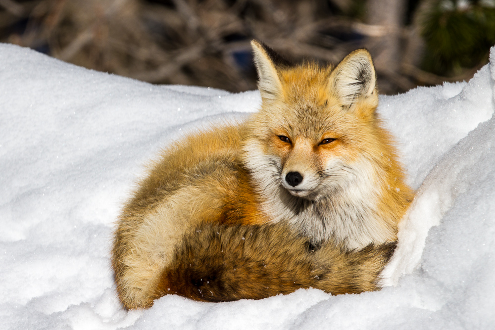 Fox in the sun