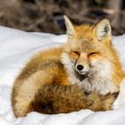 Fox in the sun