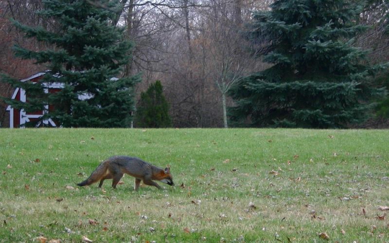 Fox in the Yard