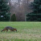 Fox in the Yard