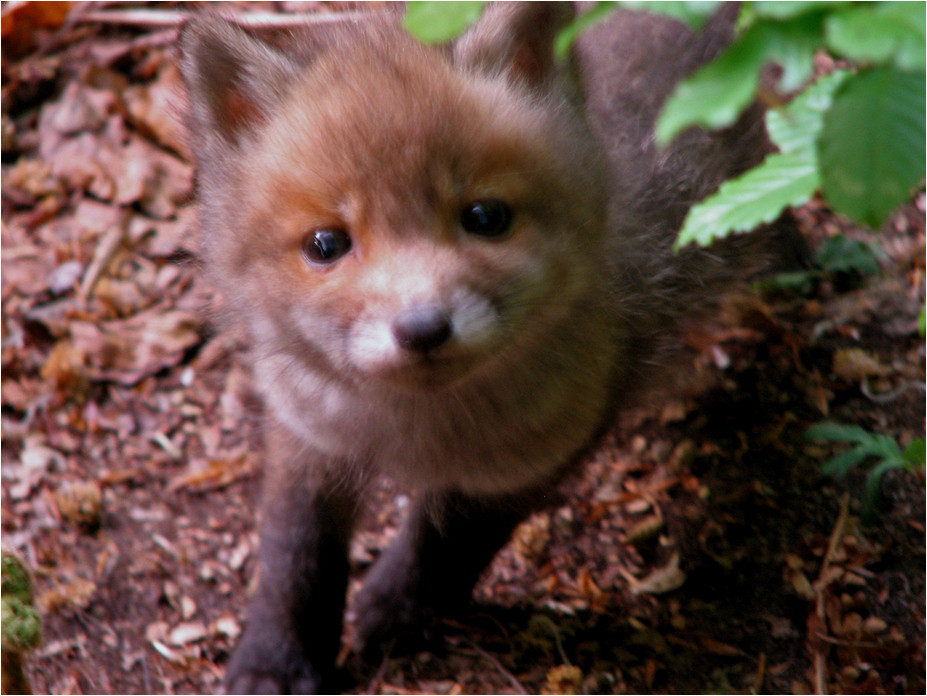 fox kit near burrow