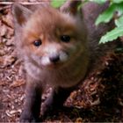 fox kit near burrow