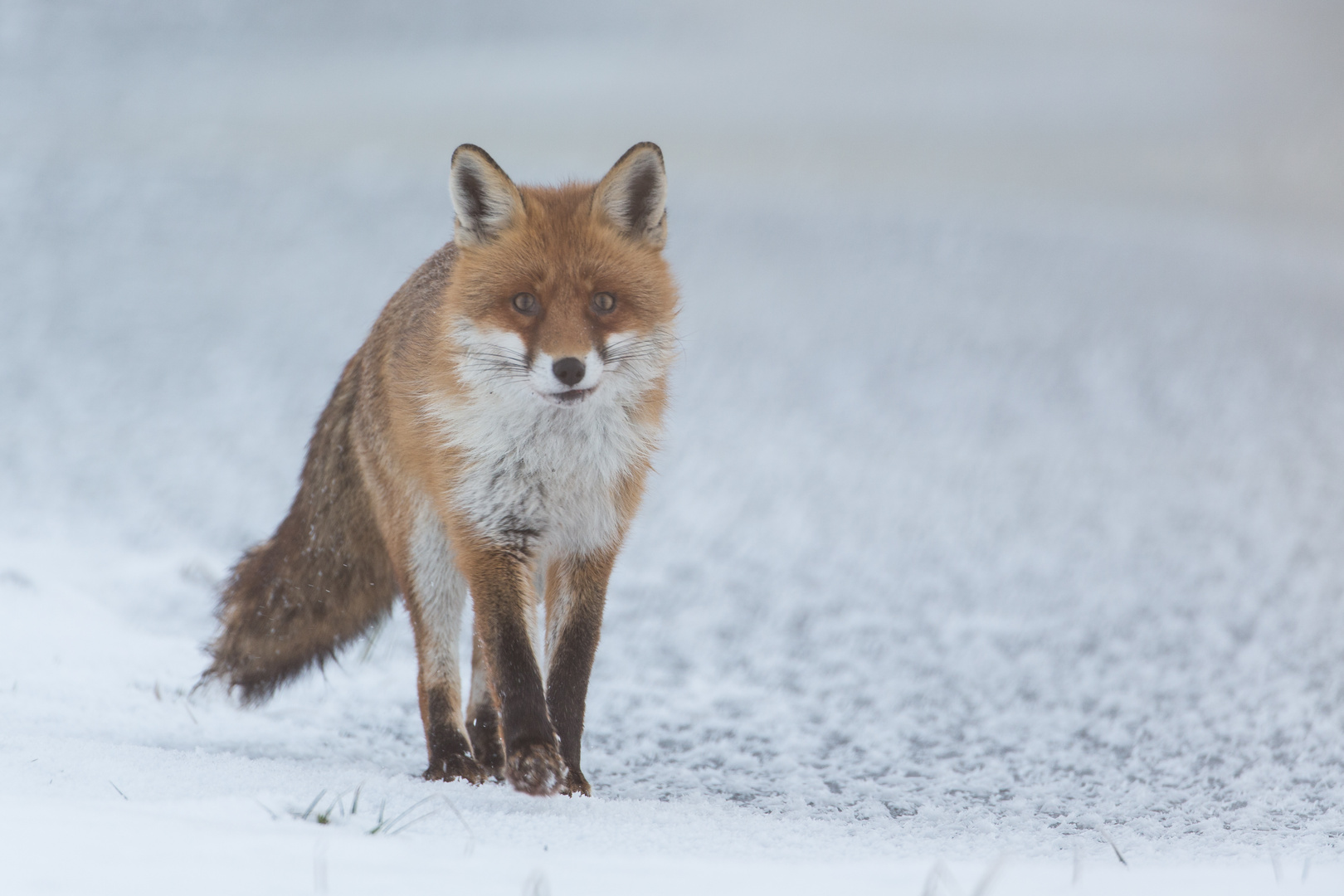 Fox on ice...