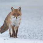 Fox on ice...