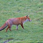 fox on the hunt