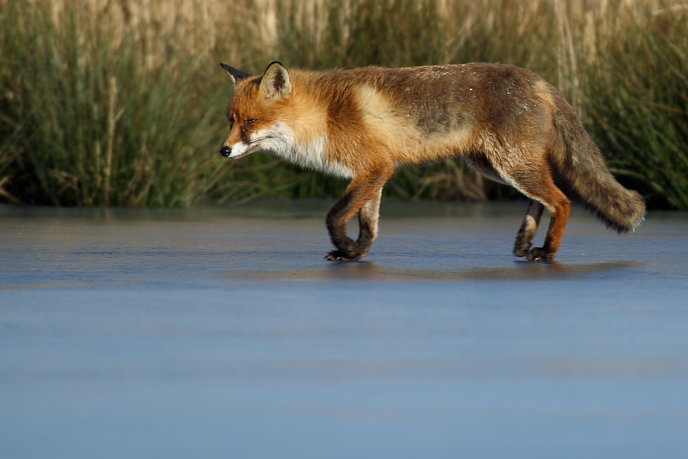 Fox on the rocks