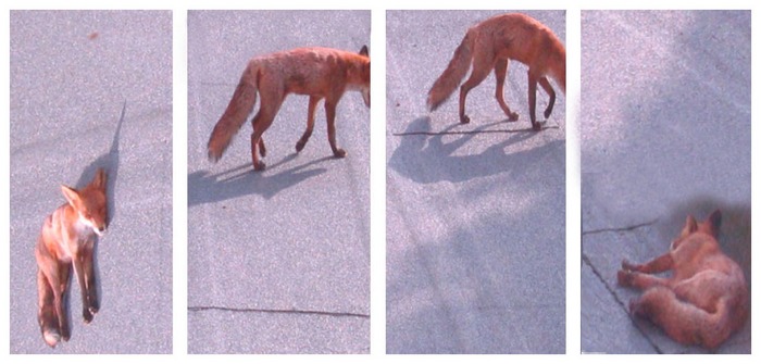 fox on the roof