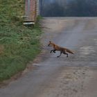 Fox on the Run 03