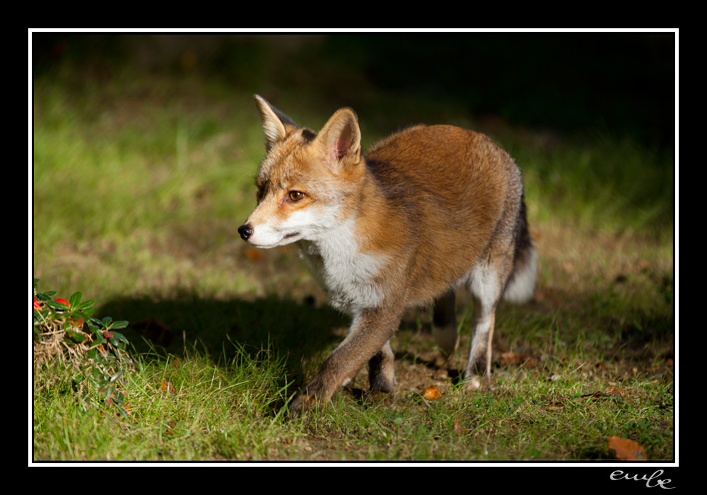 Fox On The Run