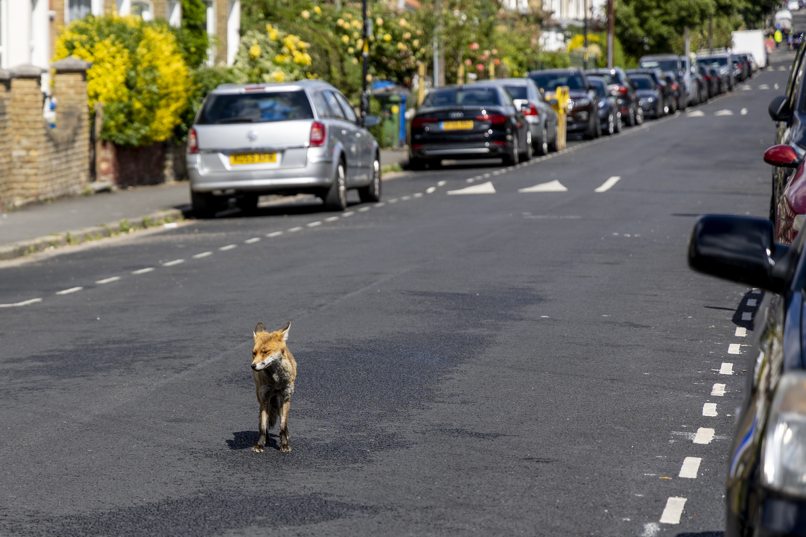 Fox on the run