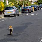 Fox on the run