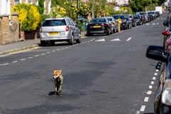 Fox on the run