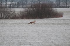 Fox on the run