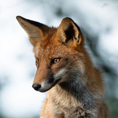 Fox portrait