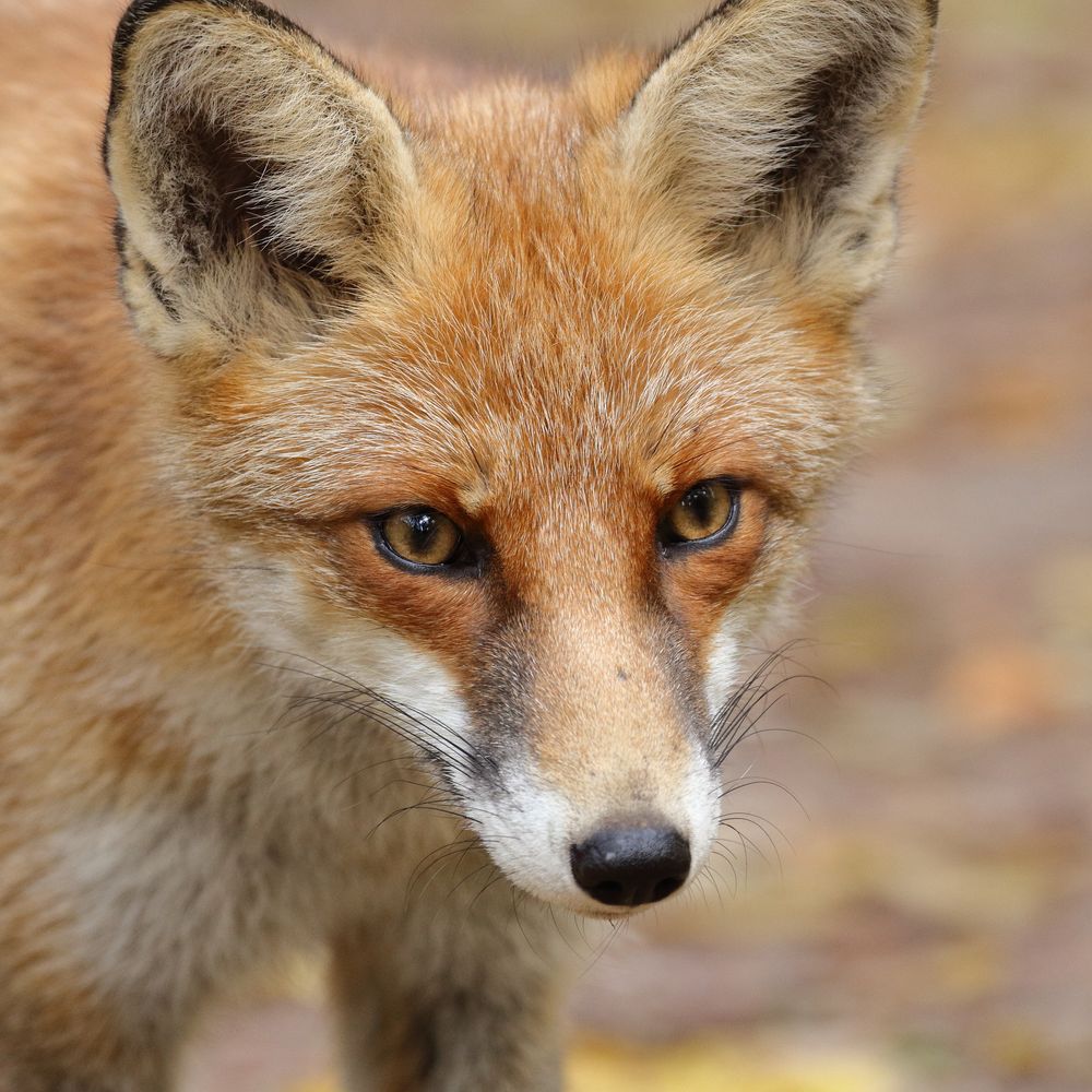 fox portrait