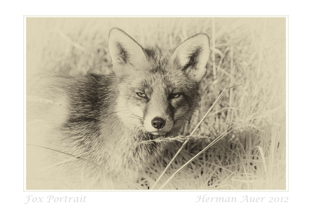 Fox Portrait