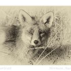 Fox Portrait