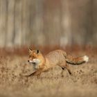 fox run