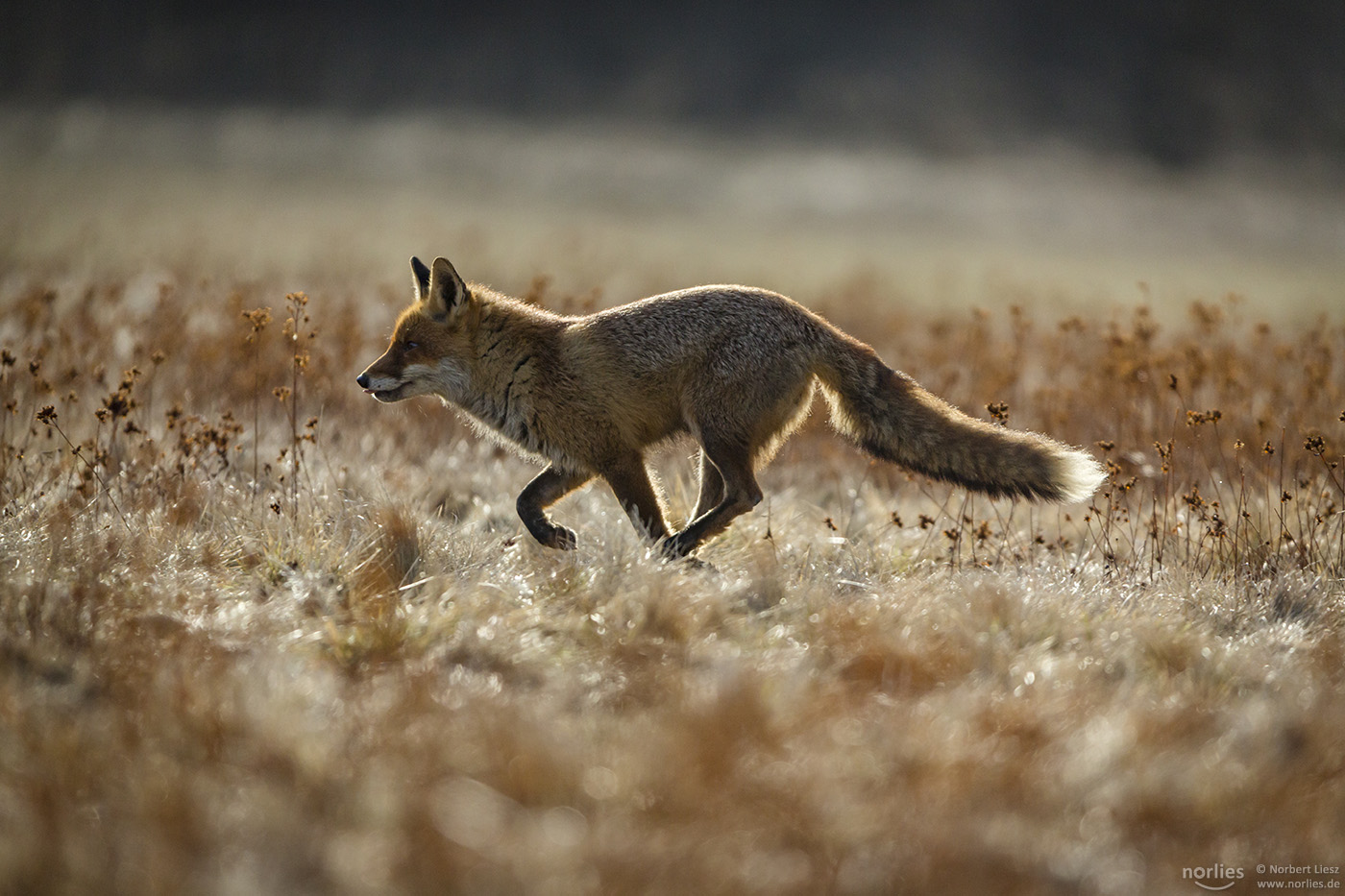 fox running over meadow