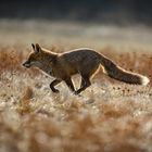 fox running over meadow