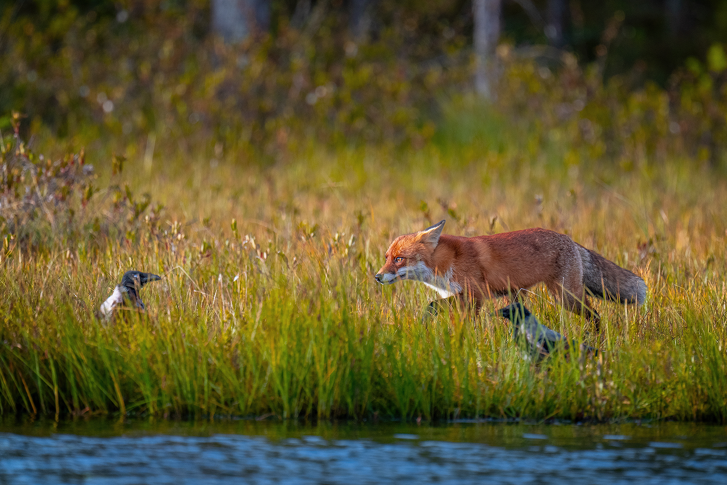 Fox sneaks up.