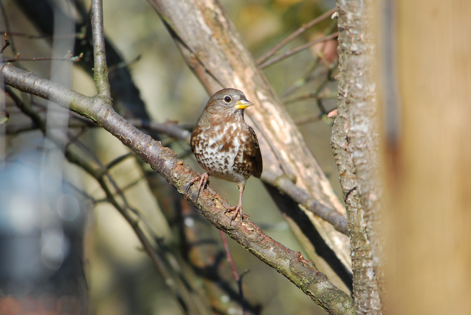 Fox Sparrow