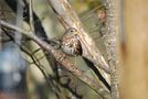 Fox Sparrow by KristinaBurnaby 