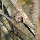 Fox Sparrow