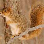 Fox Squirrel (Sciurus niger)